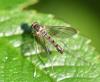 Sciapus platypterus